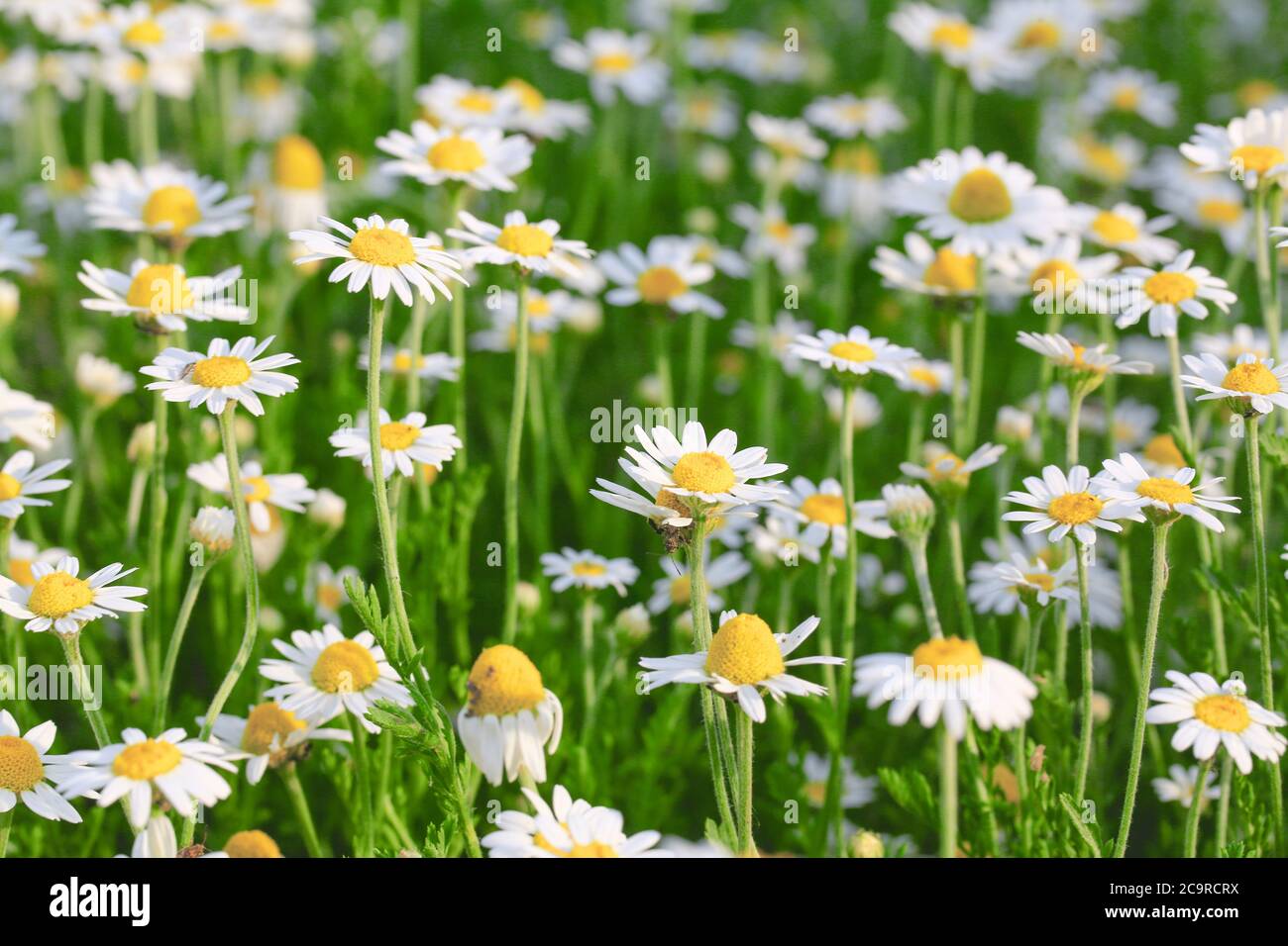 Gänseblümchen oder Kamille wachsen auf dem Feld. Blumen Hintergrund Stockfoto