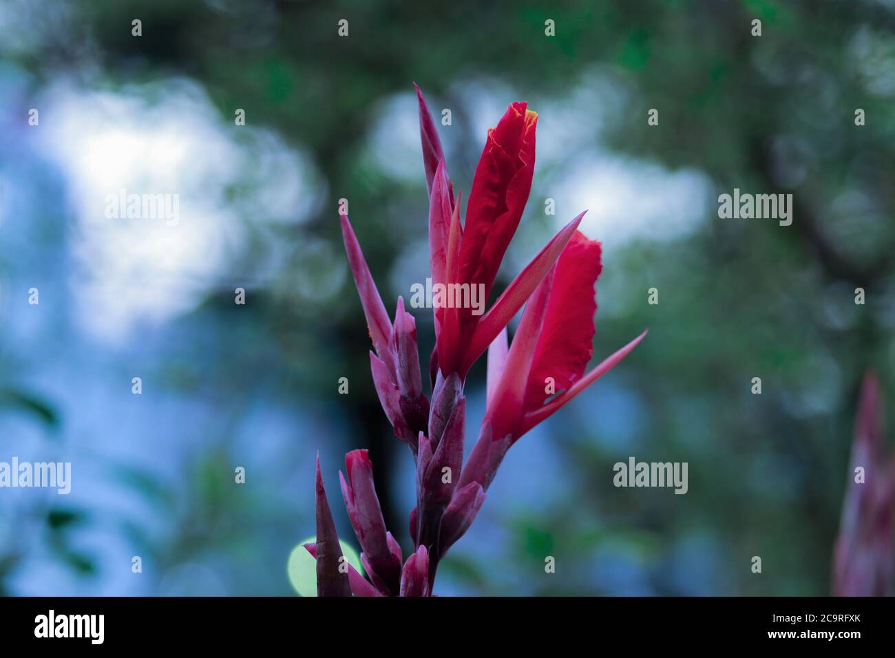 Schönes Blumenbild, Blume. Stockfoto