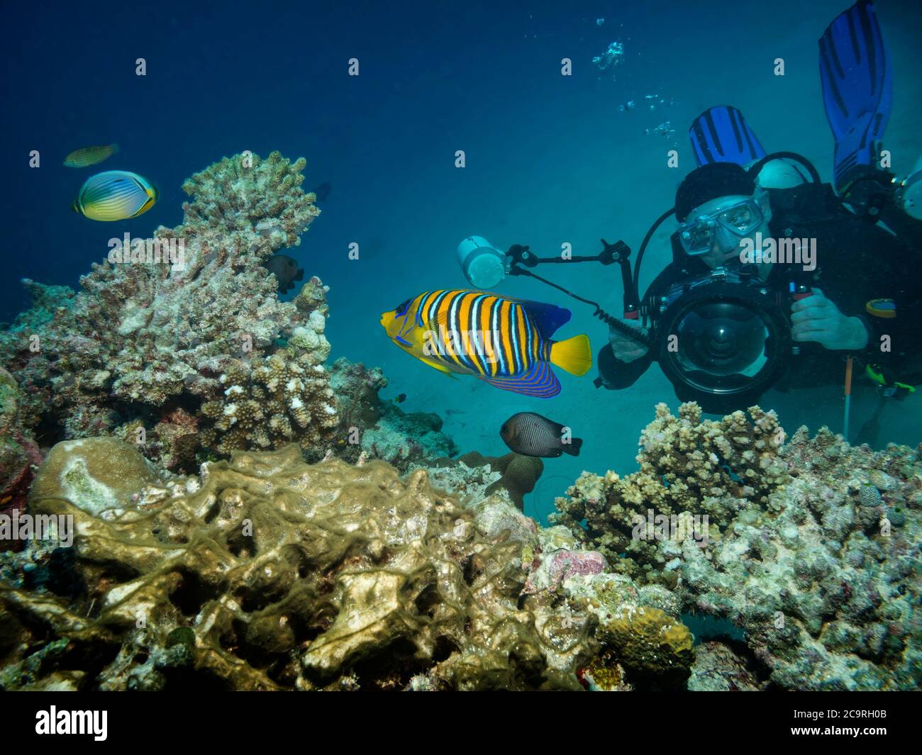 Taucher, die ein Regal Angelfish, Pygoplites Diacanthus am Korallenriff auf den Malediven zu fotografieren Stockfoto