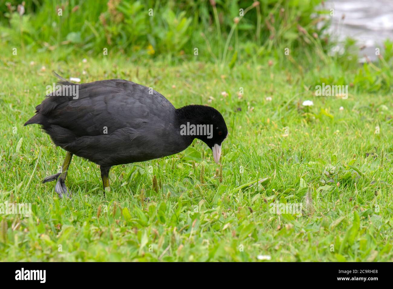 Eurasische Fußgänger Zu Fuß In Amsterdam Niederlande 29-7-2020 Stockfoto