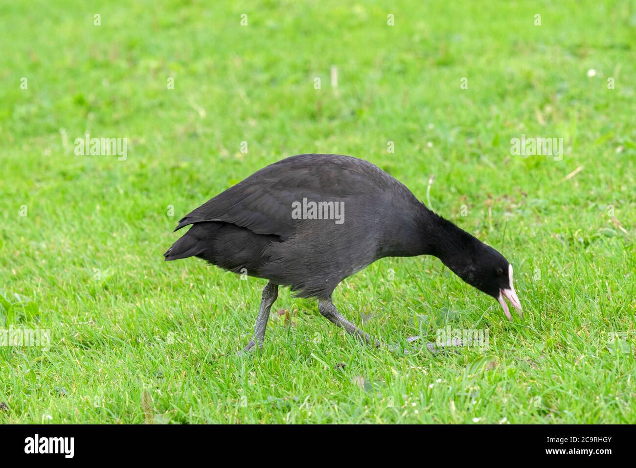 Eurasische Fußgänger Zu Fuß In Amsterdam Niederlande 29-7-2020 Stockfoto