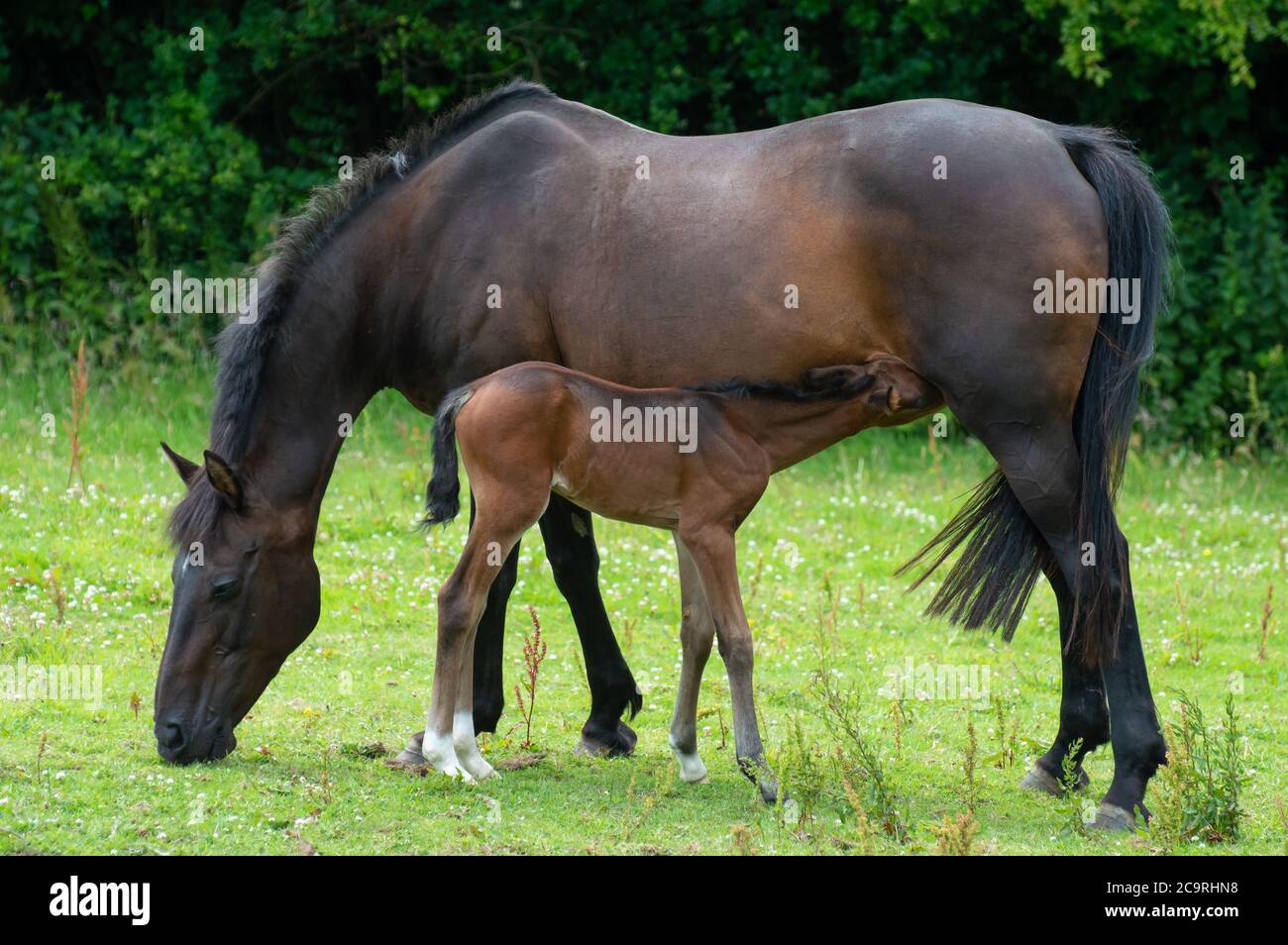 Ein zwei Wochen altes Lorbeer-Fohlen, das von seiner Mutter, die grast, auf einem Grasfeld ernährt. Stockfoto