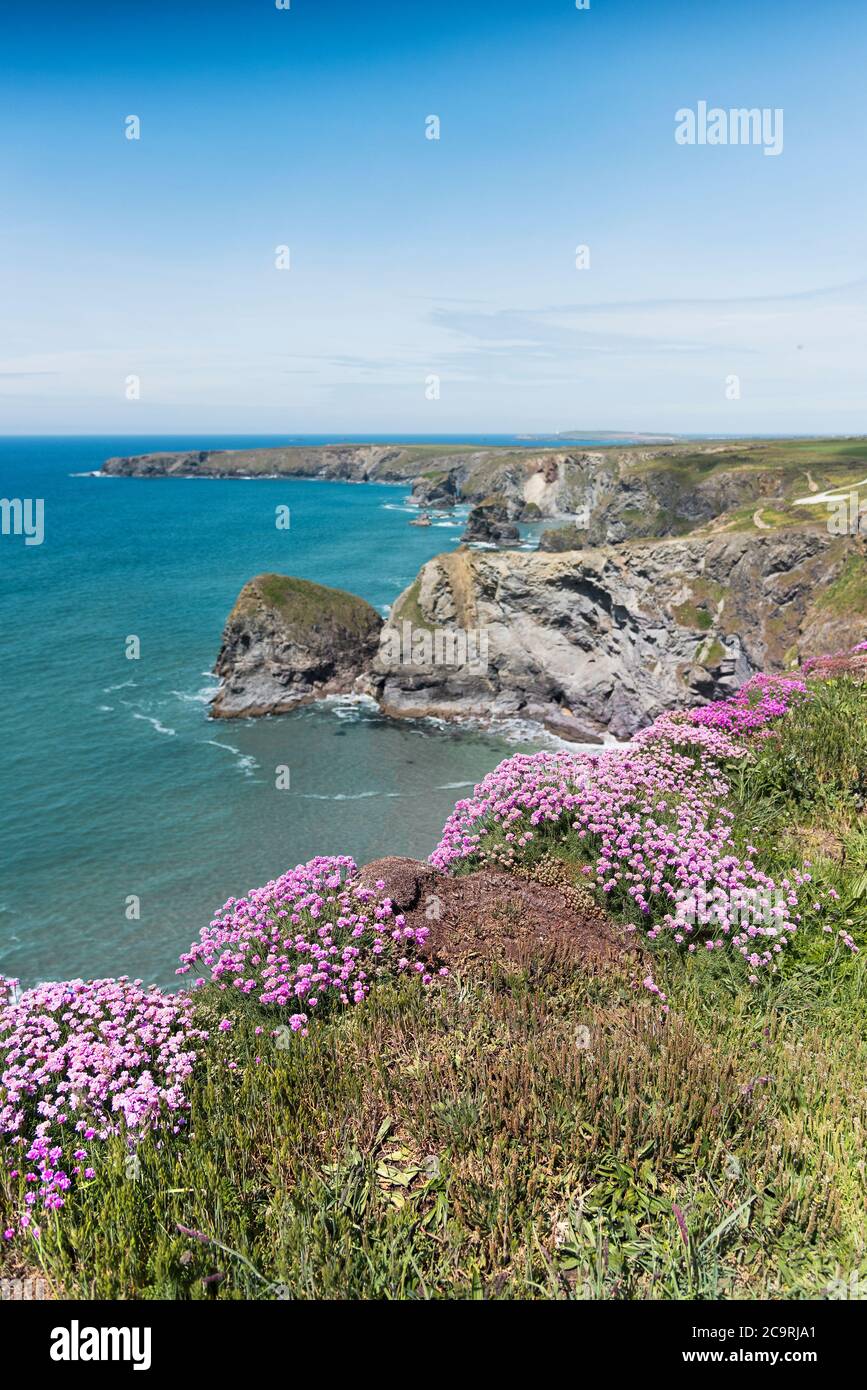 Meeresgediet Armeria maritima wächst auf den wilden, schroffen Klippen bei Bedruthan Steps in Carnewas in Cornwall. Stockfoto