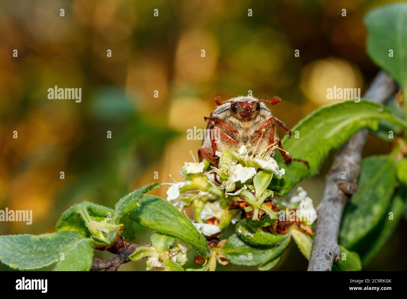 Mai Käfer auf einem Baum blühen mit großen Augen Stockfoto