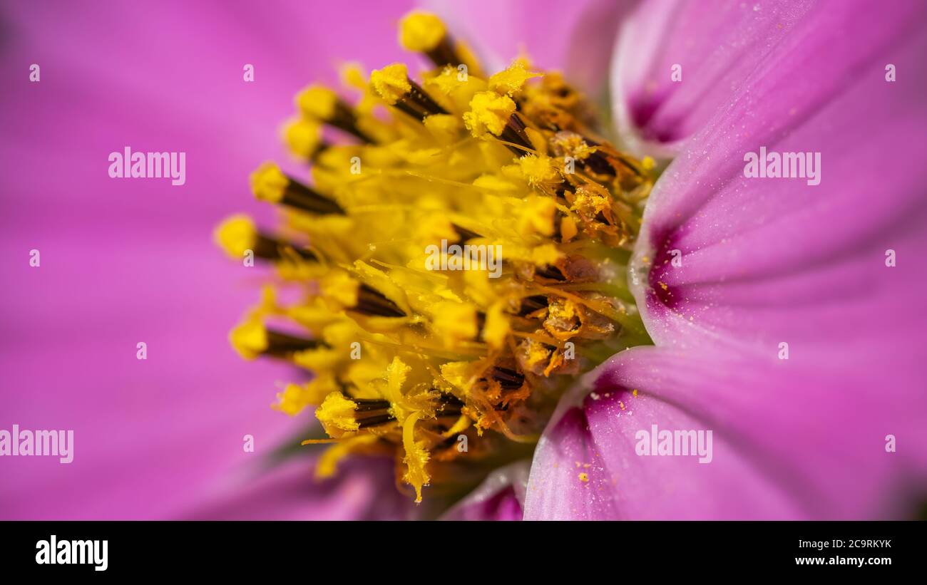 Blass rosa Barberton Gänseblümchen in der Morgensonne Stockfoto