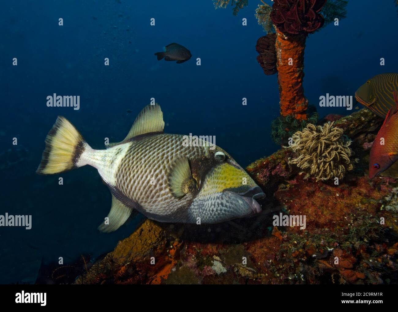 Titantriggerfish, Balistoides viridescens, auf Liberty Wrack, Bali Stockfoto
