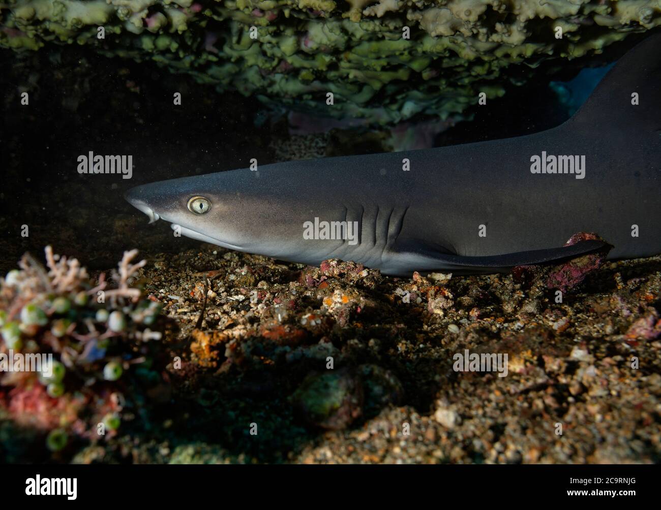 Juvenile White Tip Reef Shark, Triaenodon Obesus unter Tischkoralle in Tulamben, Bali, Indonesien Stockfoto