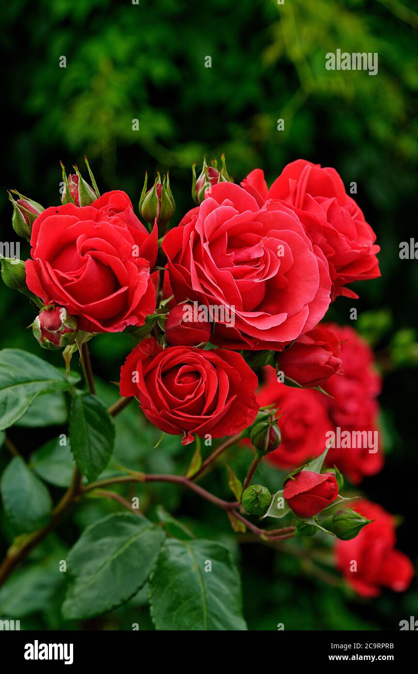 Rose GRANDHOTEL 'mactel', rote Blumen, Rosen auf gedämpftem Hintergrund, schön fotografiert, aus nächster Nähe, in voller Blüte Stockfoto