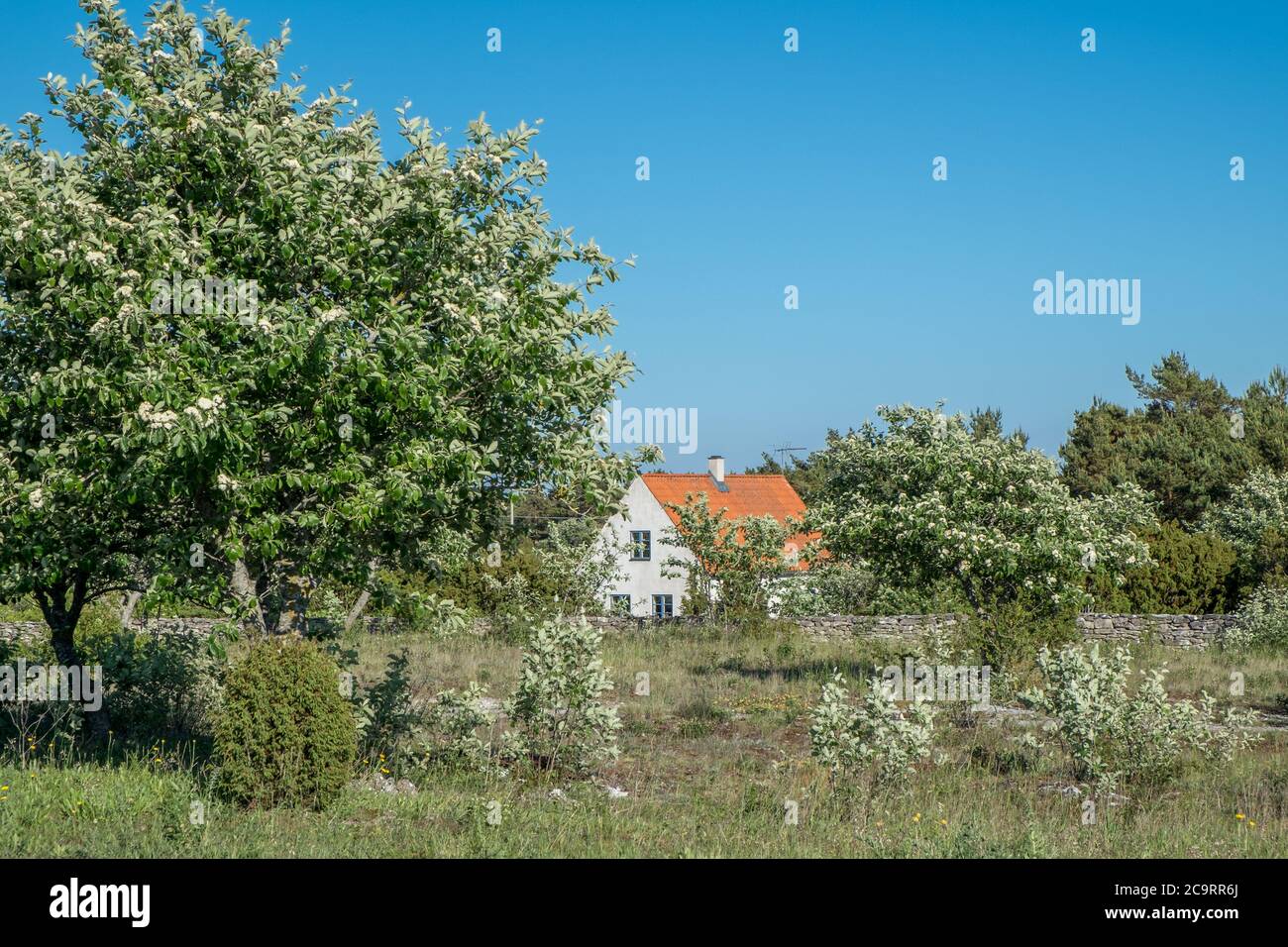 Traditionelles ländliches Kalksteinhaus auf der Ostseeinsel Fårö in Gotland, Schweden. Fårö ist ein beliebtes Reiseziel im Sommer. Stockfoto