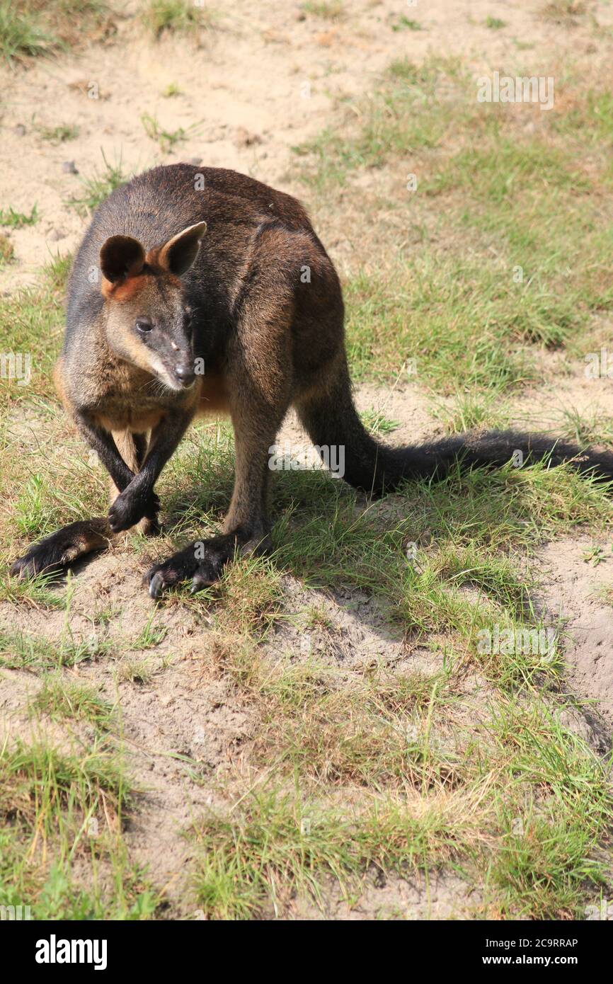Swamp wallaby Stockfoto