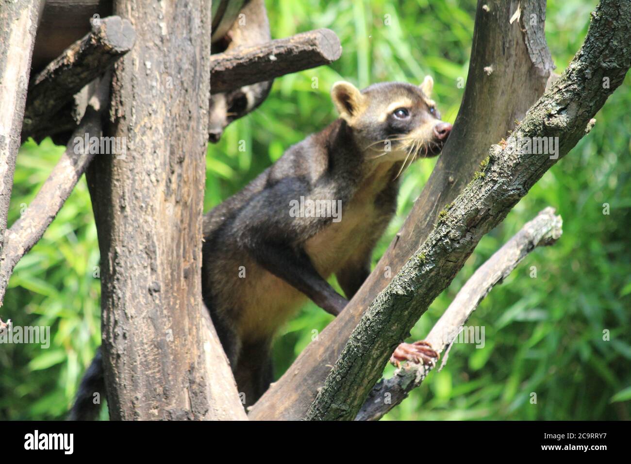 Krabbenfressende Waschbär Stockfoto