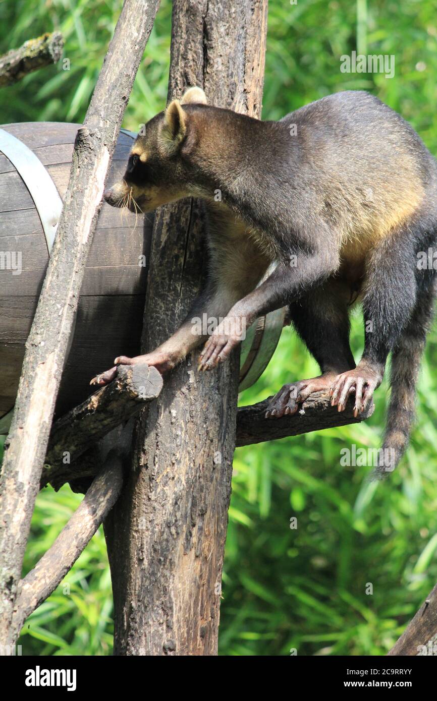 Krabbenfressende Waschbär Stockfoto