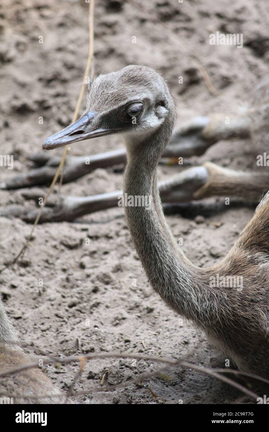 Rhea im Overloon Zoo in den Niederlanden Stockfoto