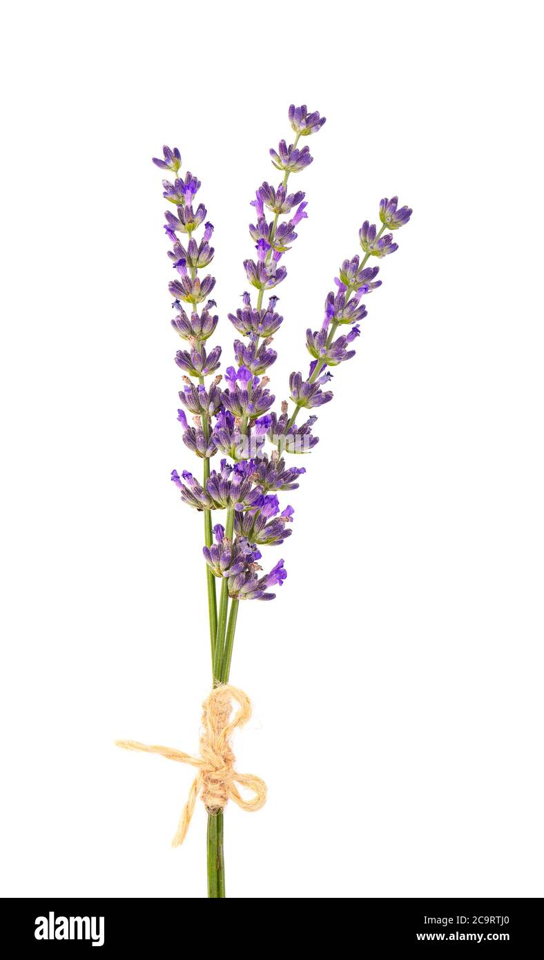 Strauß Lavendelblüten, isoliert auf weißem Hintergrund. Blütenblätter von Lavendelblüten. Heilkräuter. Stockfoto
