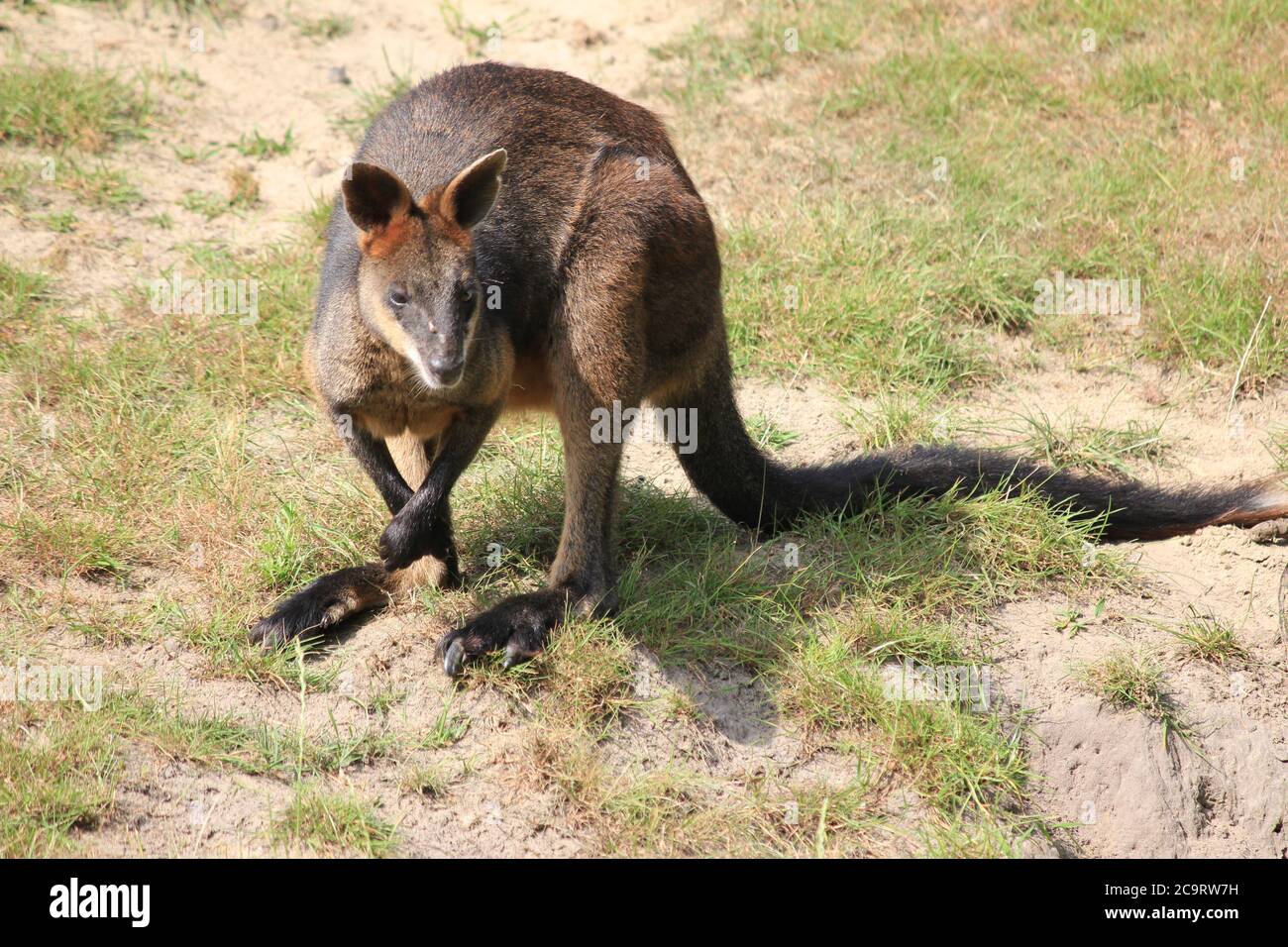 Swamp wallaby Stockfoto