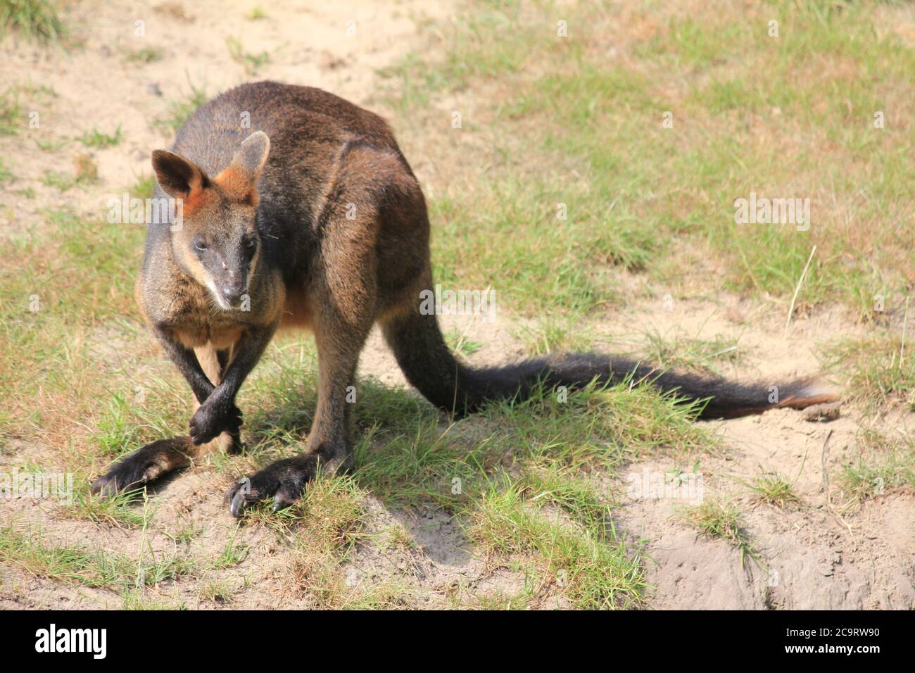 Swamp wallaby Stockfoto