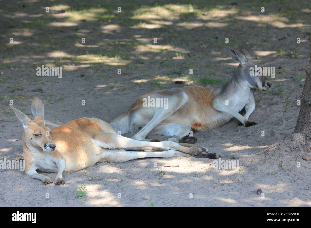 Rotes Känguru im Overloon Zoo in den Niederlanden Stockfoto
