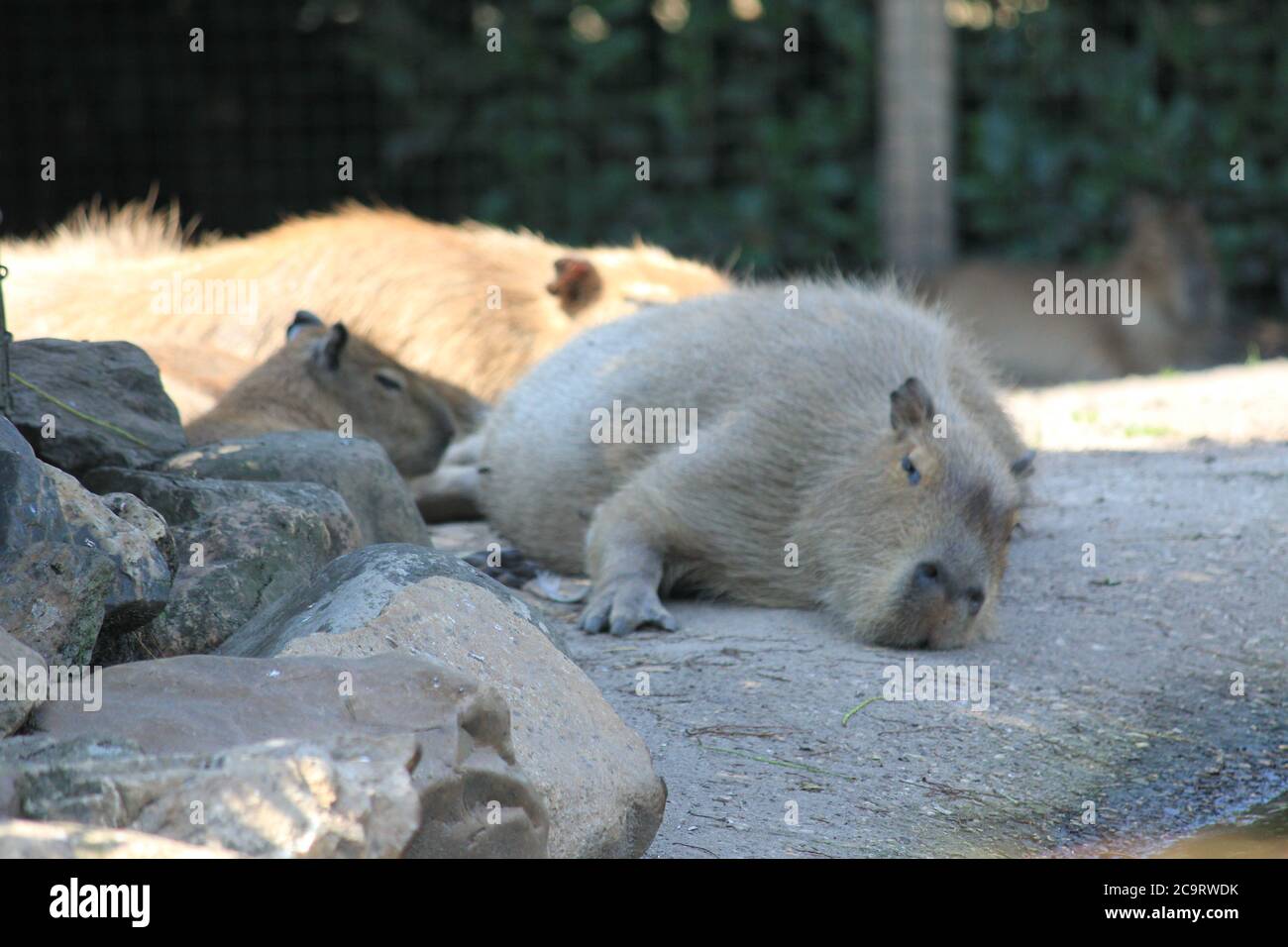 Capybara Stockfoto