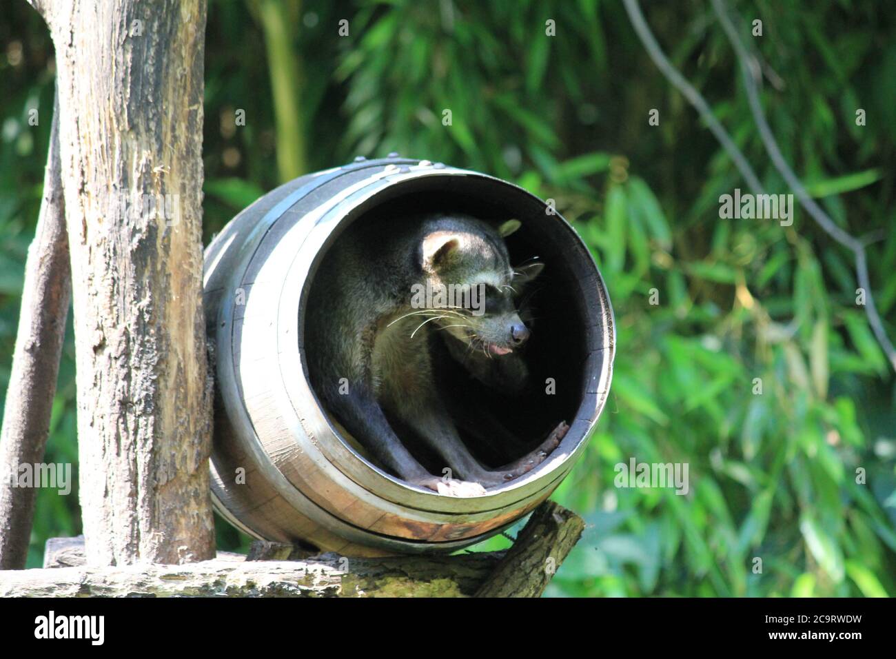 Krabben essen Waschbär Stockfoto