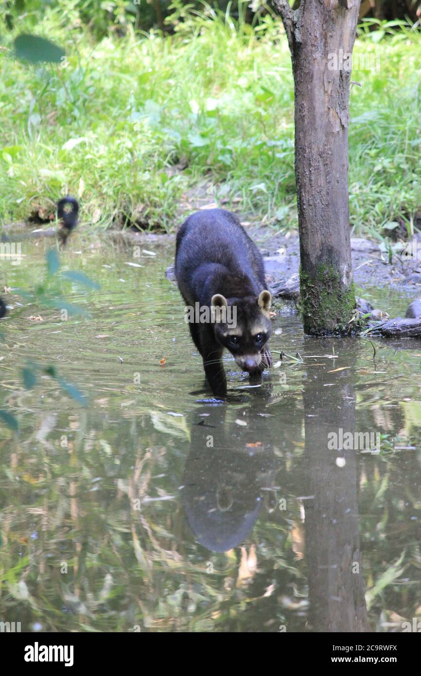 Krabbenfressende Waschbär Stockfoto