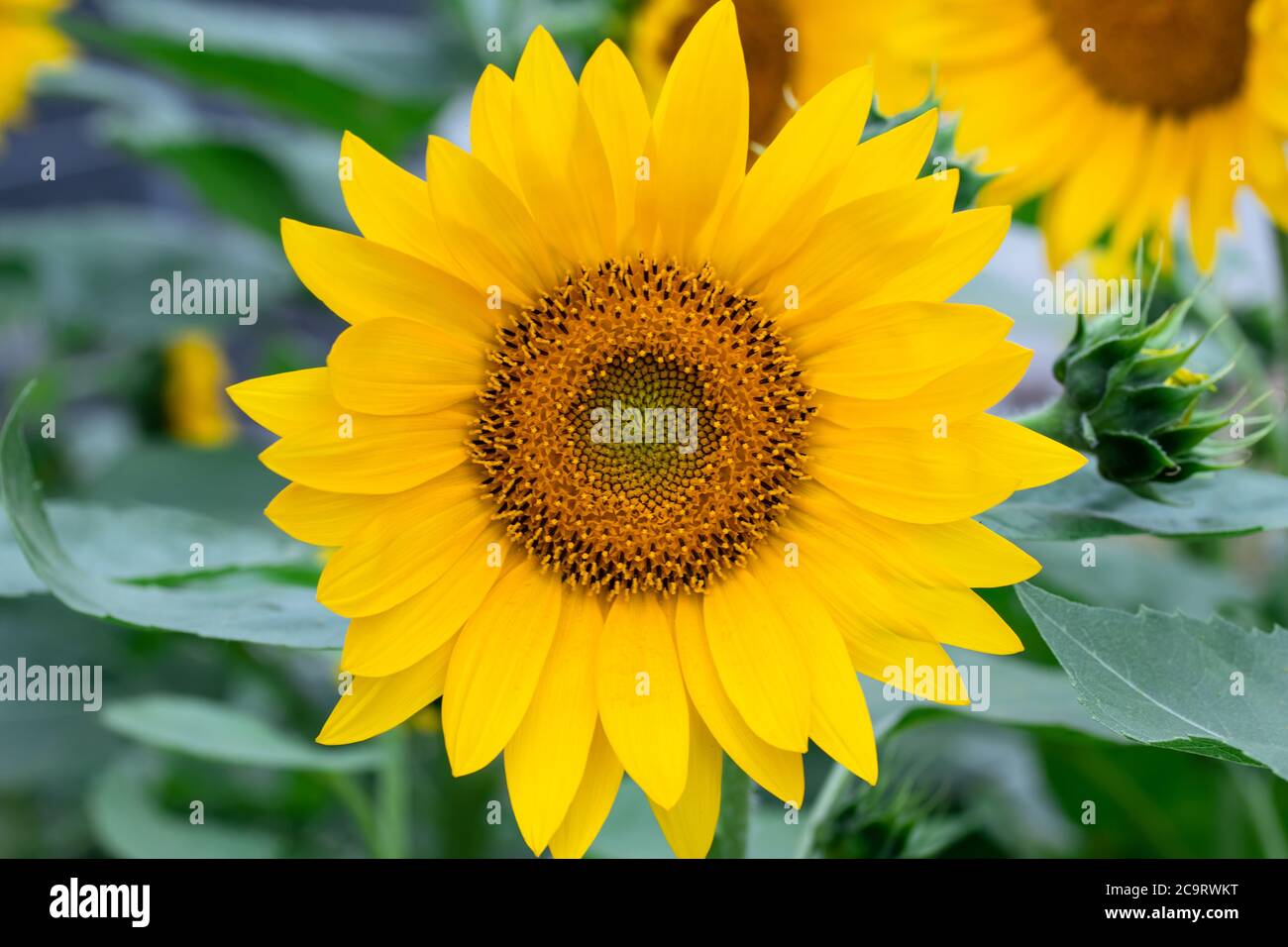 Feld der gelben Sonnenblumen, Blumen im Sommer. Naturtapete, floraler Hintergrund, grüne Blätter Stockfoto