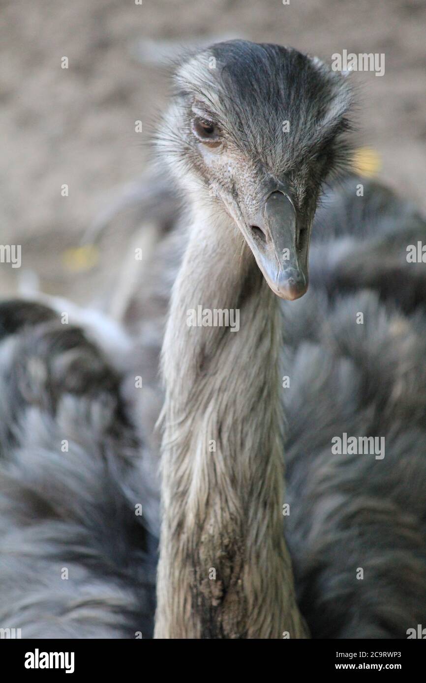 Rhea im Overloon Zoo in den Niederlanden Stockfoto