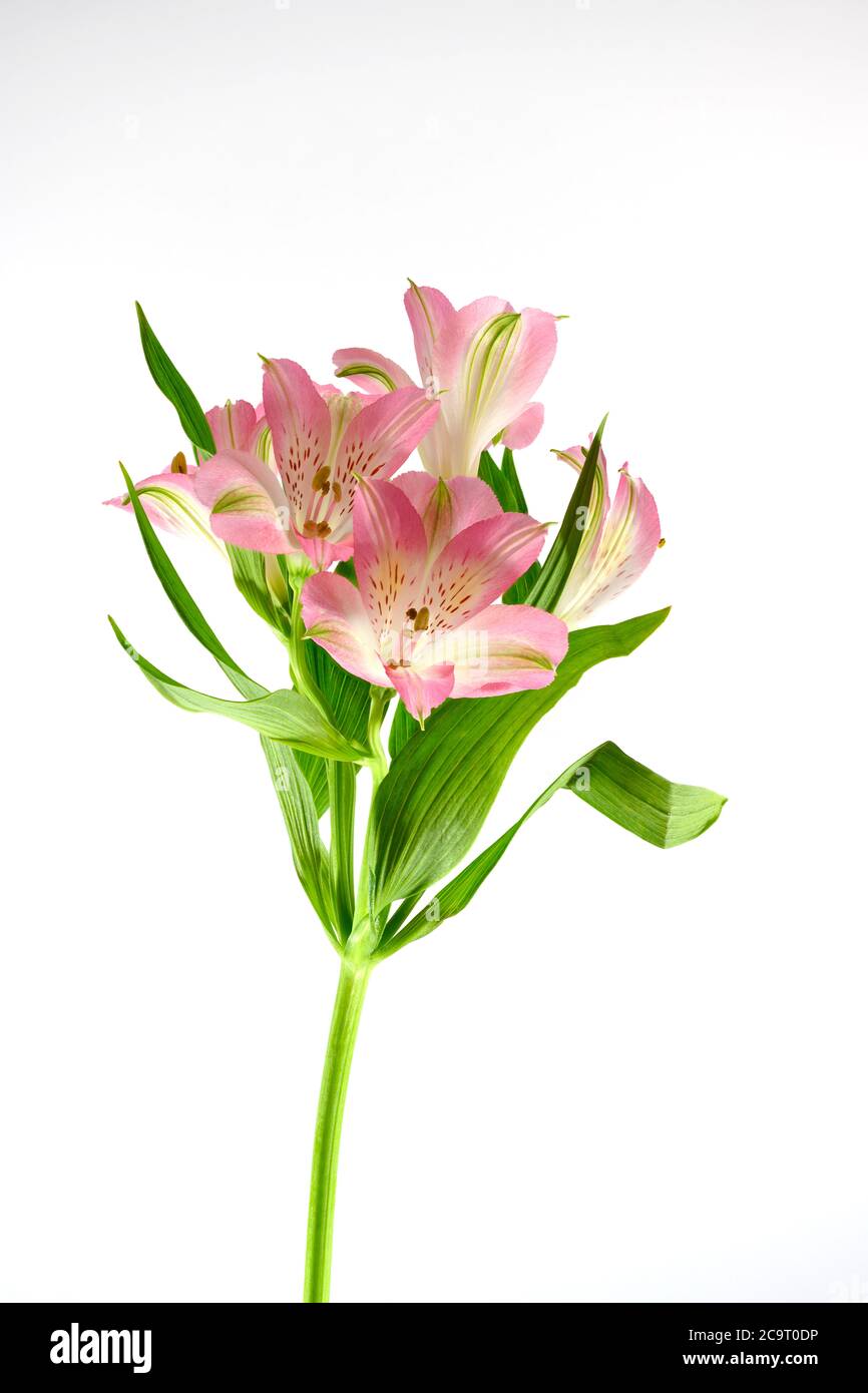 Rosa Alstroemeria Blumen vor einem einfachen weißen Hintergrund fotografiert Stockfoto