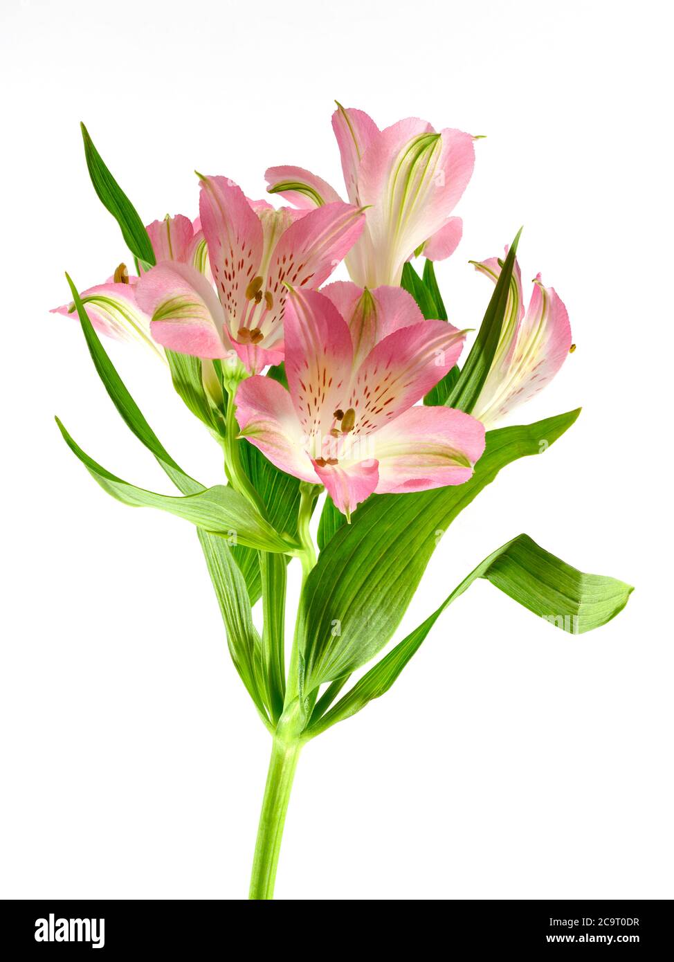 Rosa Alstroemeria Blumen vor einem einfachen weißen Hintergrund fotografiert Stockfoto Rosa Alstroemeria Blumen vor einem einfachen weißen Hintergrund fotografiert Stockfoto