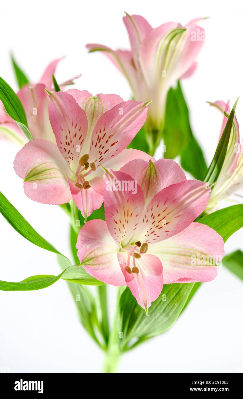 Rosa Alstroemeria Blumen vor einem einfachen weißen Hintergrund fotografiert Stockfoto Rosa Alstroemeria Blumen vor einem einfachen weißen Hintergrund fotografiert Stockfoto
