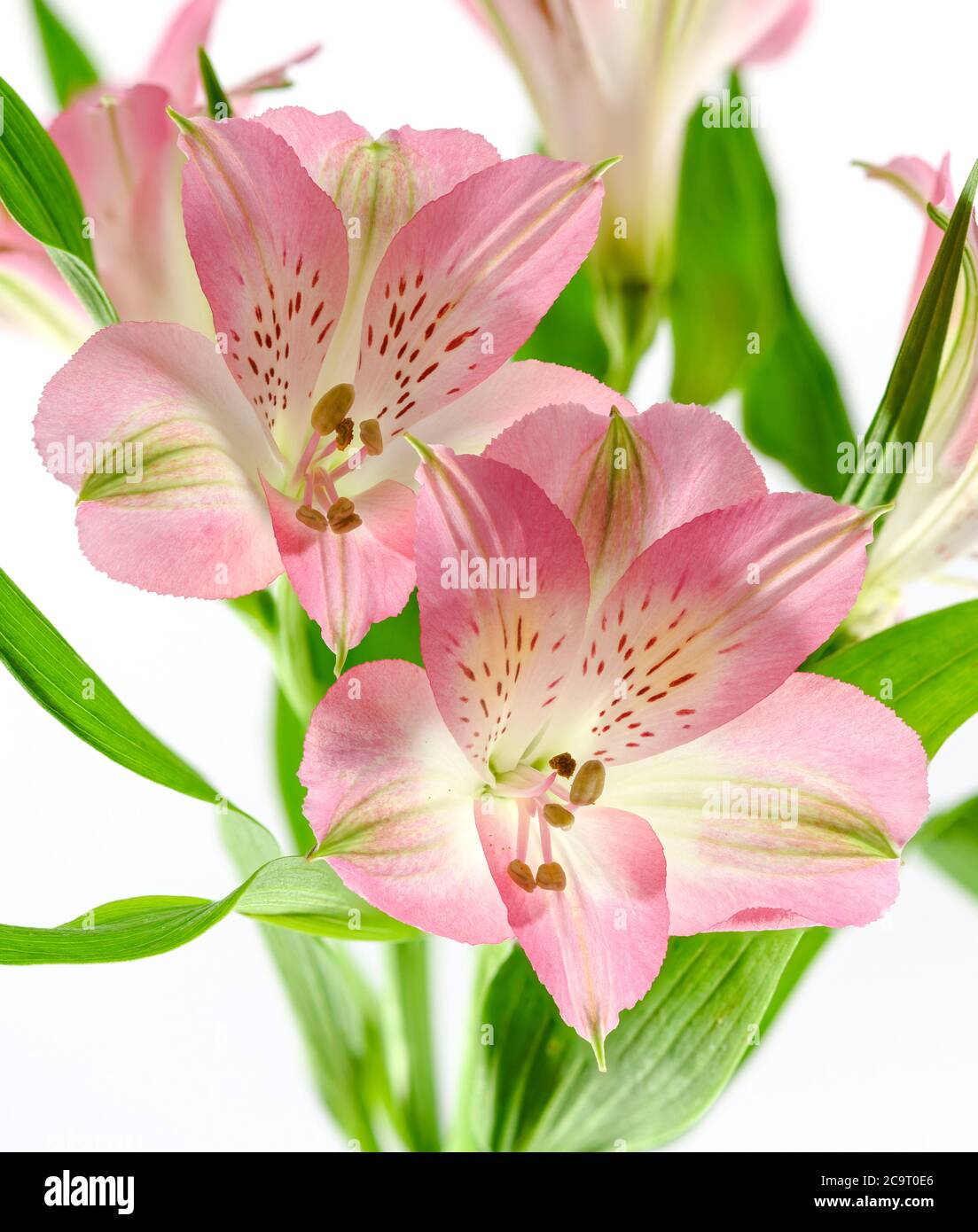 Rosa Alstroemeria Blumen vor einem einfachen weißen Hintergrund fotografiert Stockfoto Rosa Alstroemeria Blumen vor einem einfachen weißen Hintergrund fotografiert Stockfoto