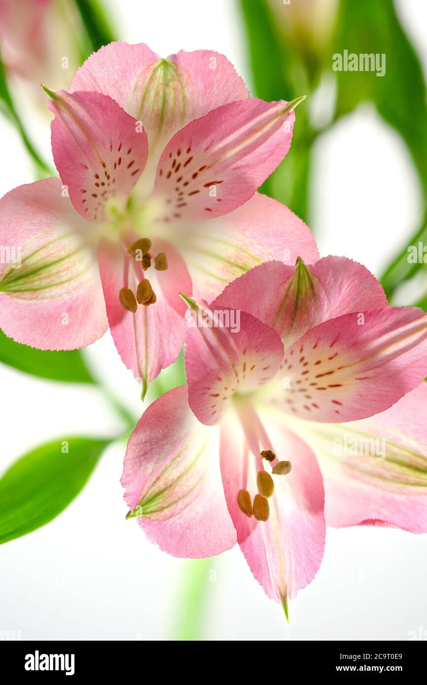 Rosa Alstroemeria Blumen vor einem einfachen weißen Hintergrund fotografiert Stockfoto Rosa Alstroemeria Blumen vor einem einfachen weißen Hintergrund fotografiert Stockfoto