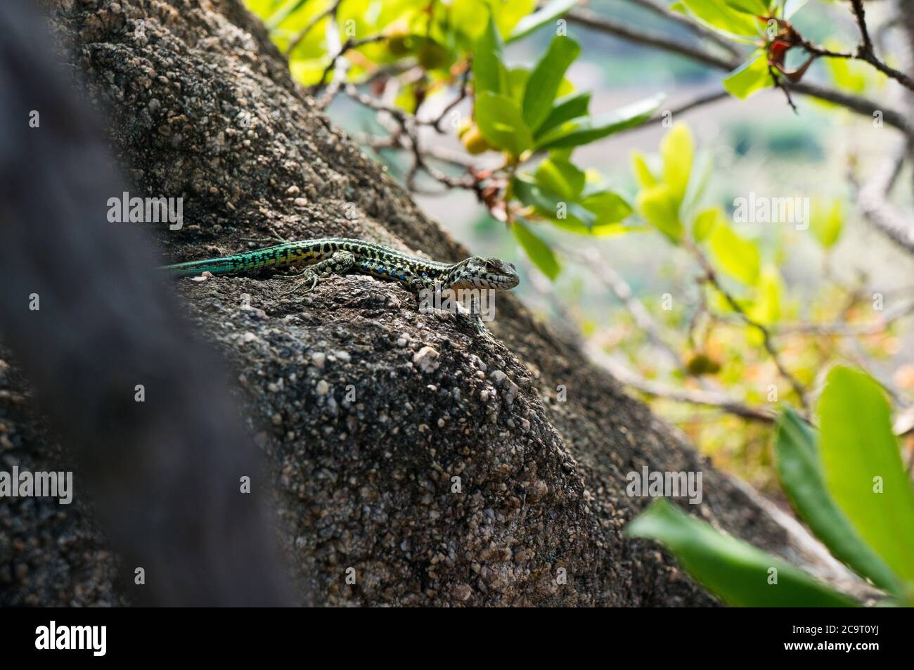 Die Eidechse Lacerta viridis sitzt auf einem Stein unter der Sonne auf grünem Hintergrund. Detailreiches Bild einer bunten Eidechse. Stockfoto