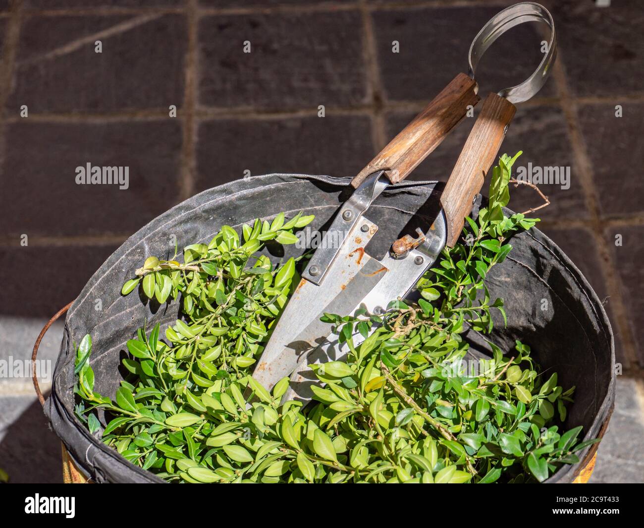 Grüne Pflege des Bux-Baumes im Garten Stockfoto