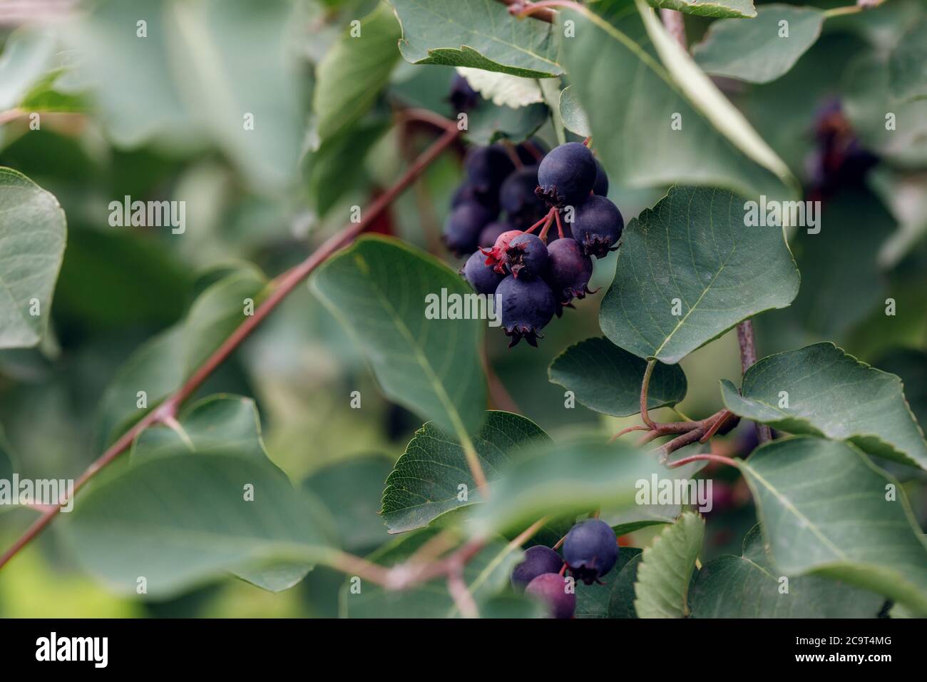 Reifen süße shadberry auf Bush. Amelanchier alnifolia, der saskatoon Stockfoto