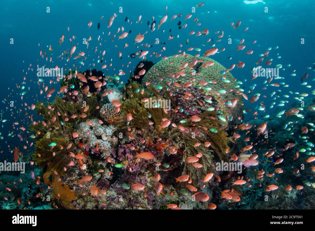 Kleine, bunte Fische schweben in der Nähe von Korallen auf einem gesunden Riff in Alor, Indonesien. Diese abgelegene Region ist für ihre unglaubliche marine Artenvielfalt bekannt. Stockfoto