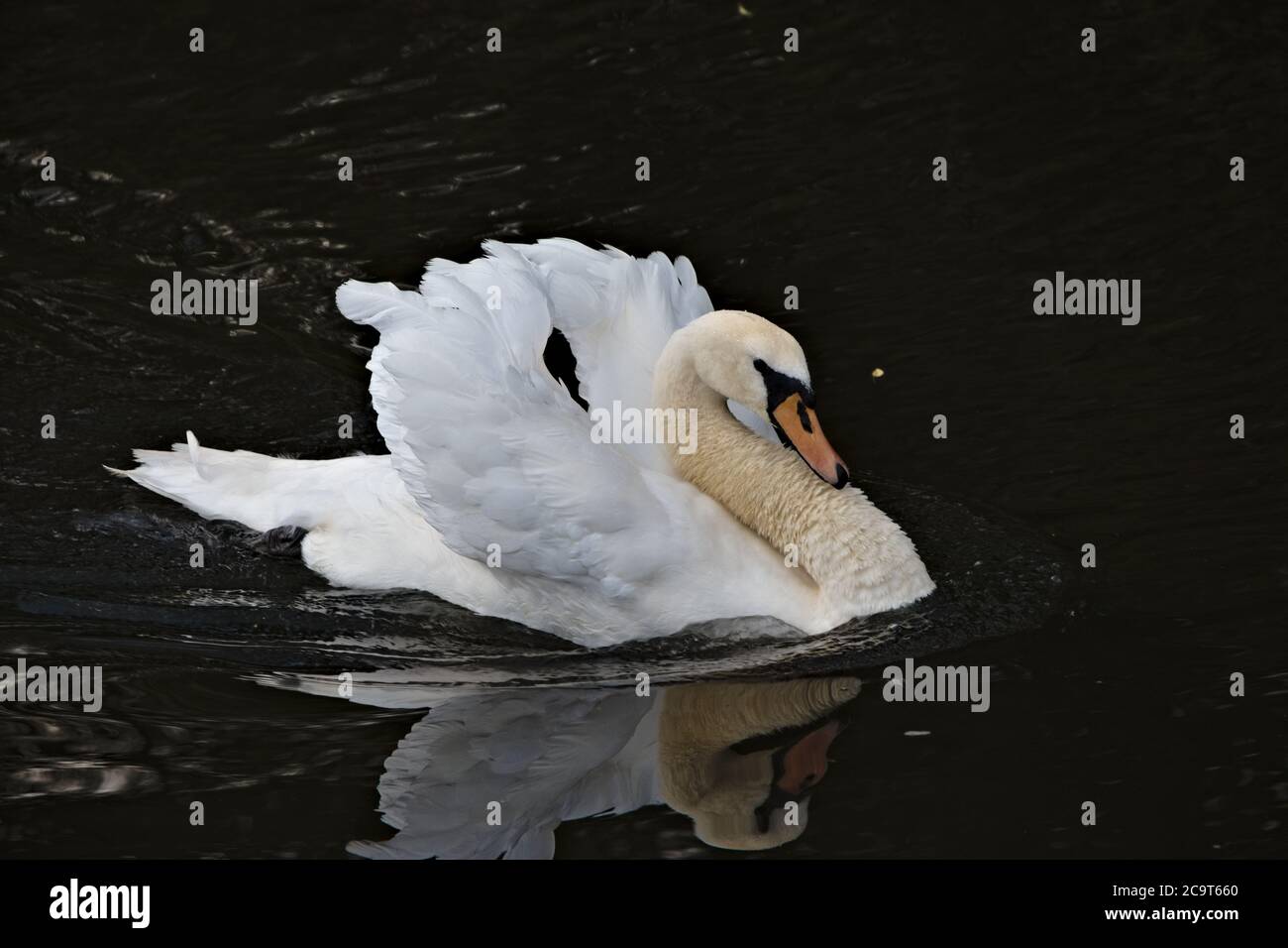 Schwan, der durch den Fluss gleitet Stockfoto