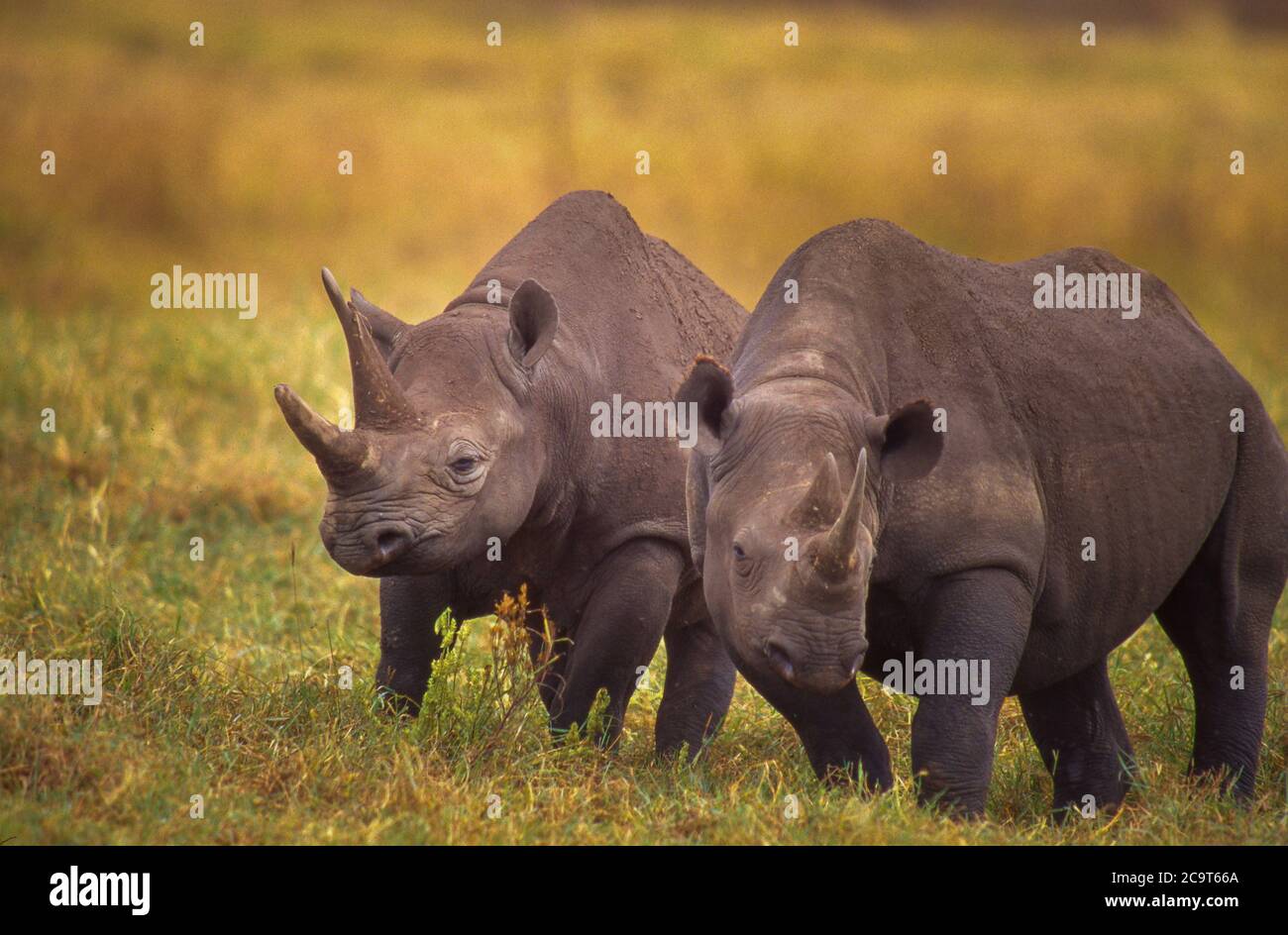 Schwarzes Nashorn, Krater Ngorongoro, Tansania; vom Aussterben bedrohte Arten. Auf dem gesamten afrikanischen Kontinent waren schwarze Nashörner einst Hunderttausende. Heute überleben nur noch 4000 oder weniger in freier Wildbahn. Stockfoto
