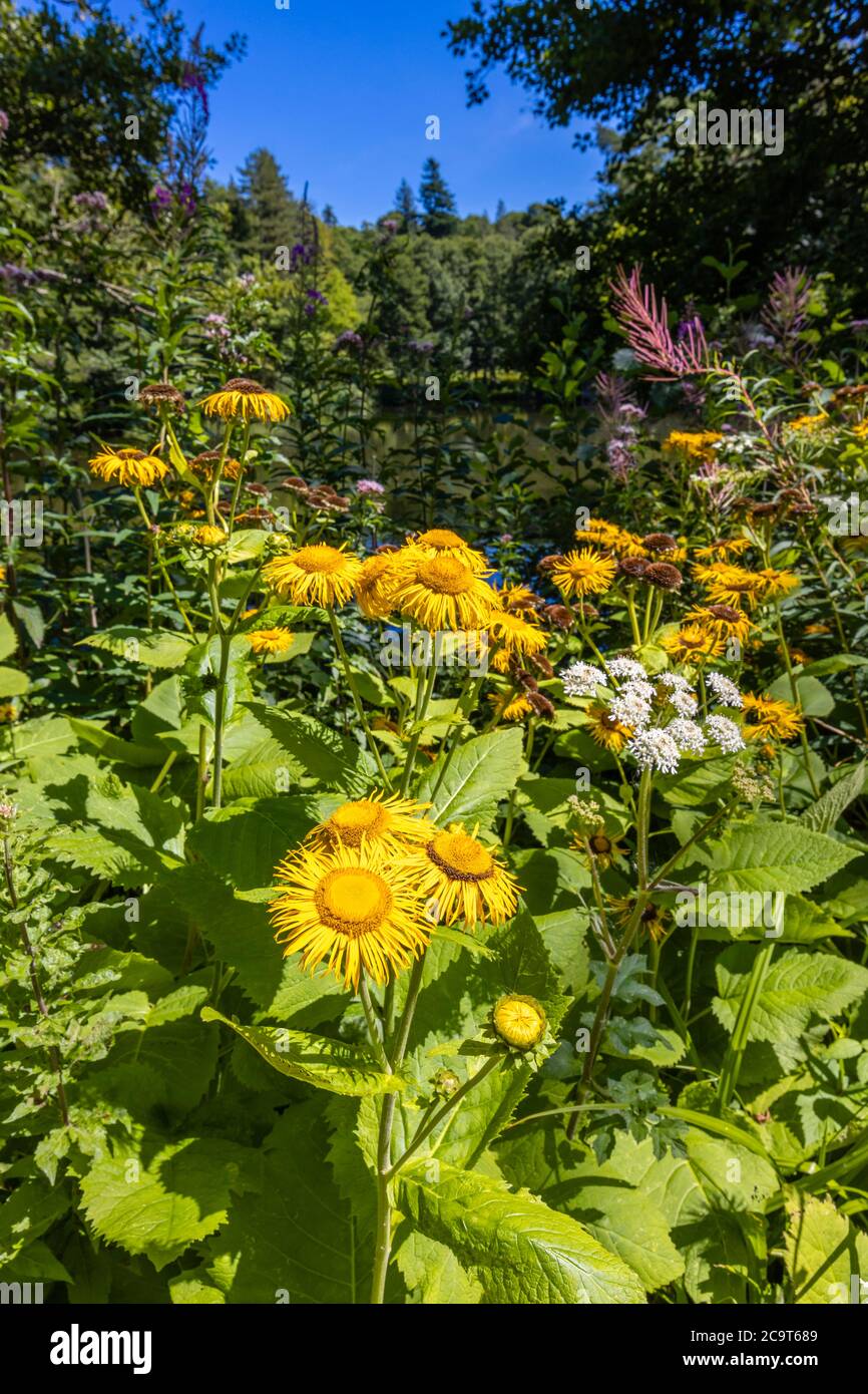 Gelbe Inula helenium (Elecampane) blüht am Wakehurst (Wakehurst Place), botanische Gärten in West Sussex, die von den Royal Botanic Gardens verwaltet werden Stockfoto