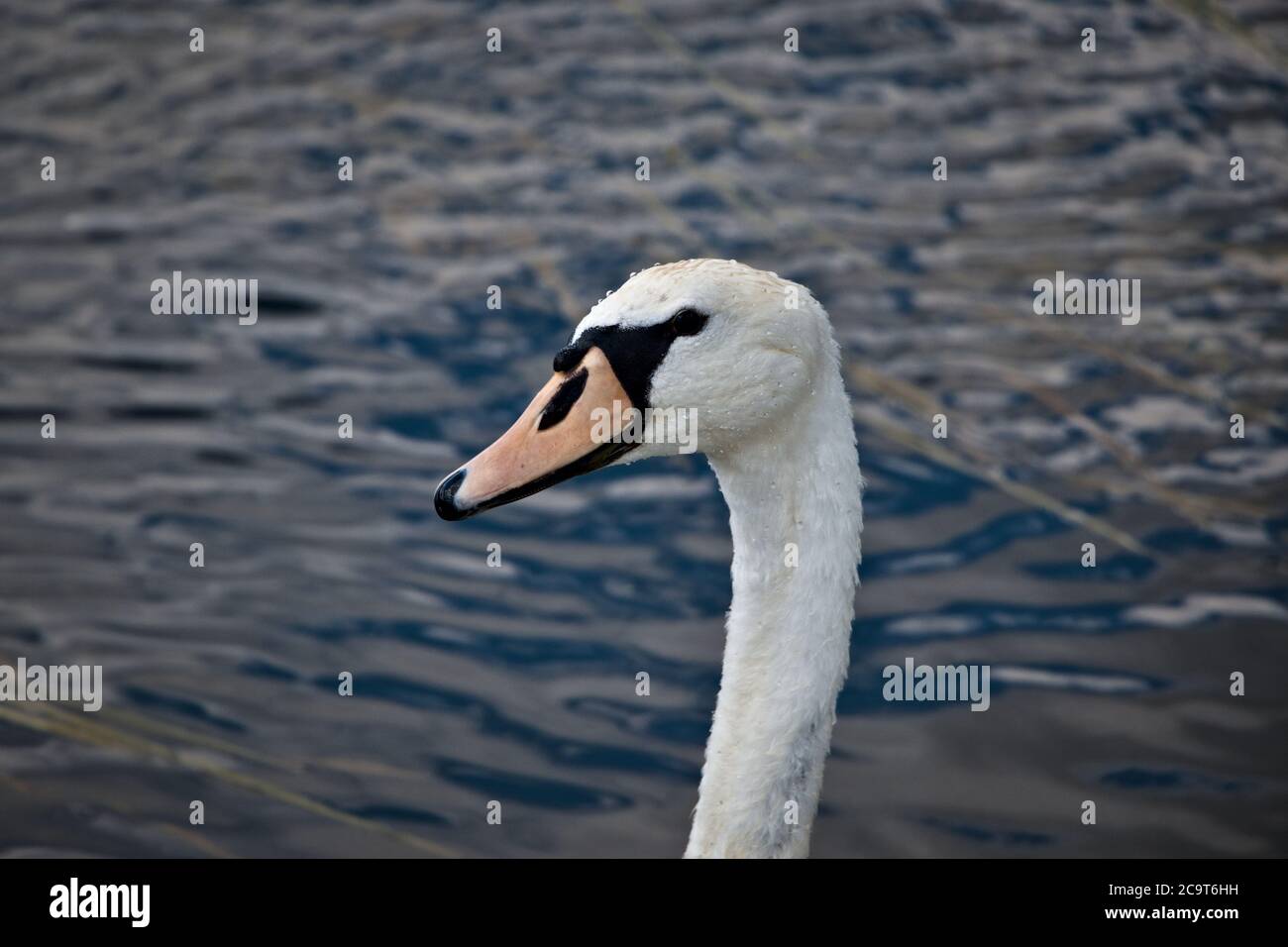 Ein einziger weißer Schwan in einem Fluss Stockfoto Ein einziger weißer Schwan in einem Fluss Stockfoto