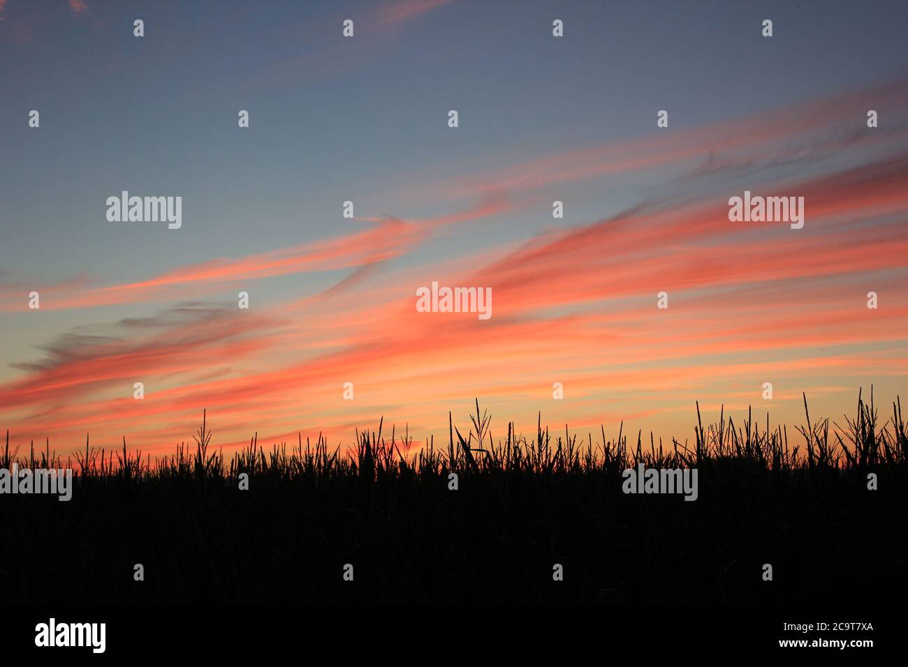 Midwest Corn Field Stockfoto