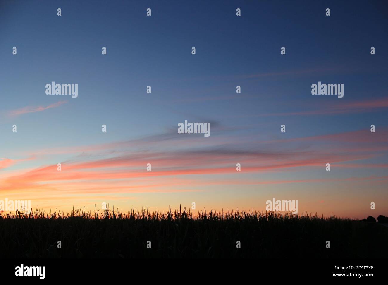 Midwest Corn Field Stockfoto