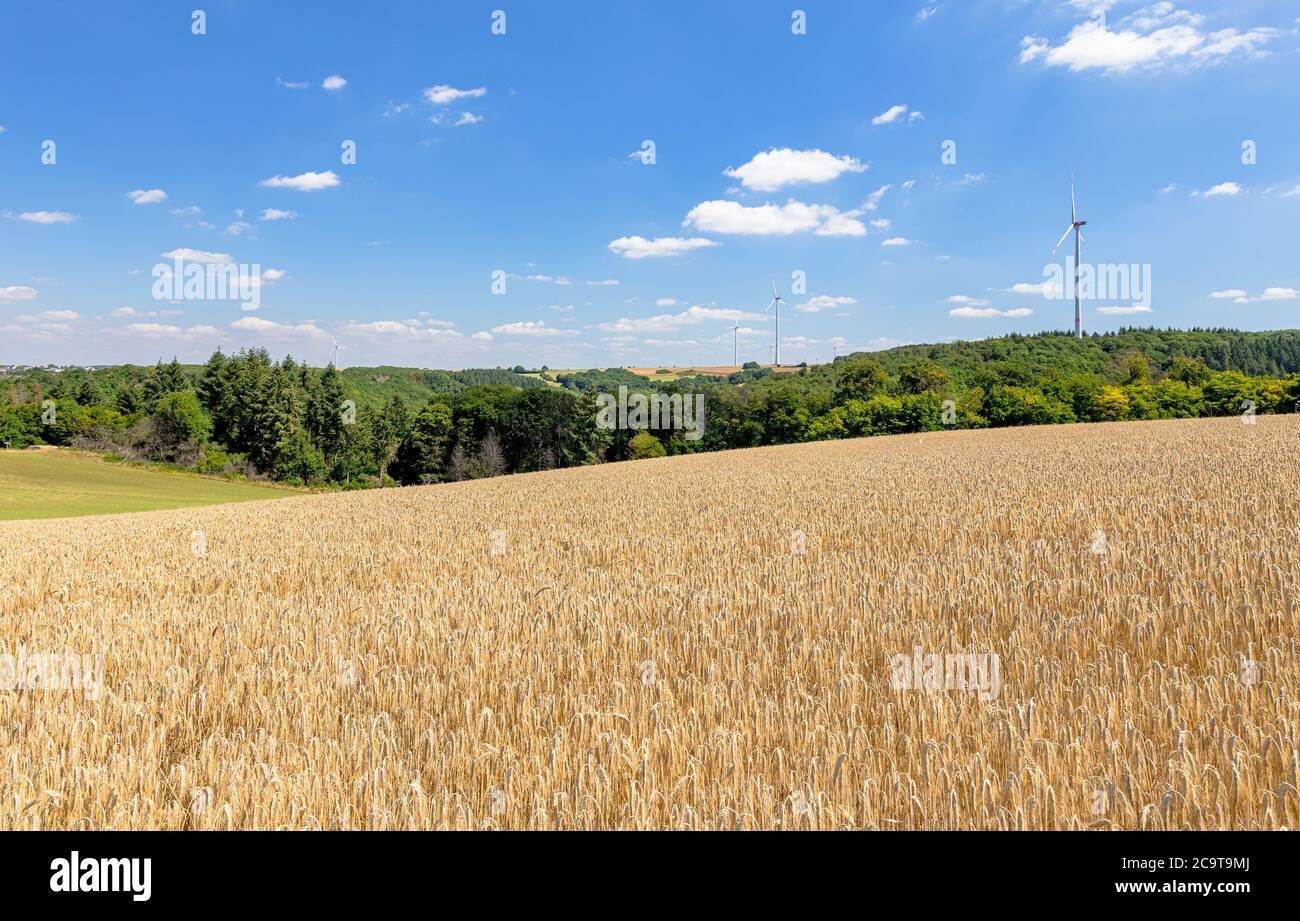 Toskanische Wiesen im Hunsrück nahe der Hängebrücke Geierlay Stockfoto