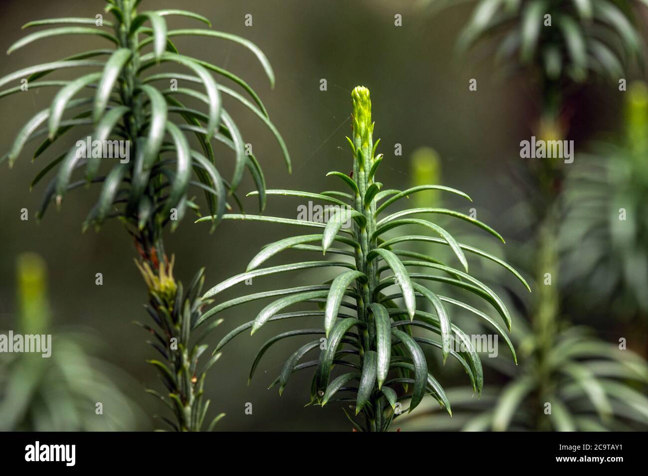 Japanische Pflaumeneibe Cephalotaxus harringtonii 'Fastigiata' alias Cephalotaxus harringtonia Kuh-Schwanzkiefer Stockfoto