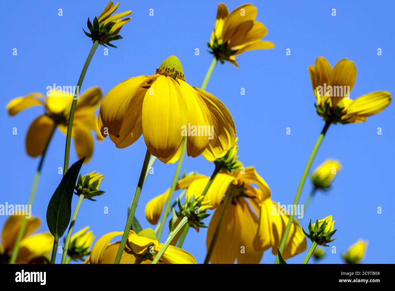 Gelb Rudbeckia Herbstsonne Blume blauen Himmel Hintergrund Stockfoto