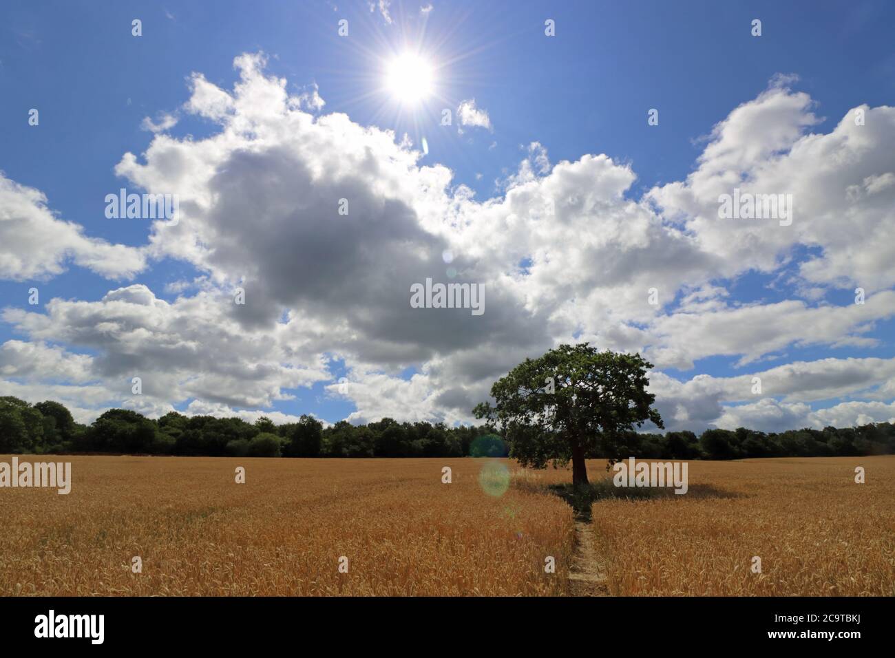 Chessington, Surrey, England, Großbritannien. August 2020. Die Mittagssonne schlägt unten auf einem Feld des reifenden Weizens an einem anderen glorreichen Sommertag in Surrey. Quelle: Julia Gavin/Alamy Live News Stockfoto