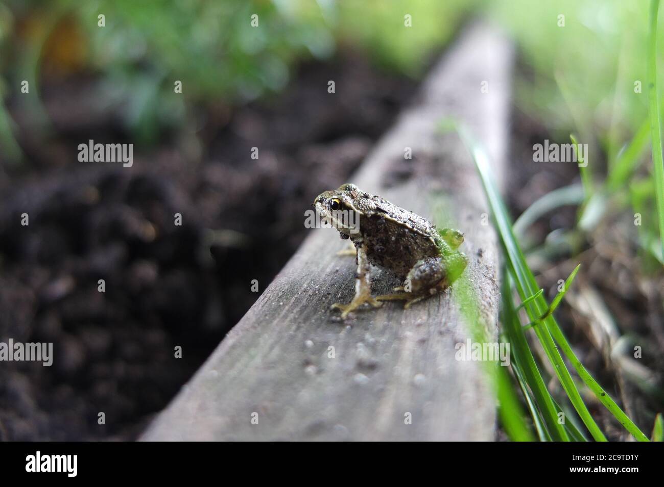 Bild eines Jungtaubenfrosches, Teichfrosch, Europäischer Grasfrosch bei Tageslicht saß einige Sekunden auf einem Holzbalken, bevor er in den Boden hüpfte. Stockfoto