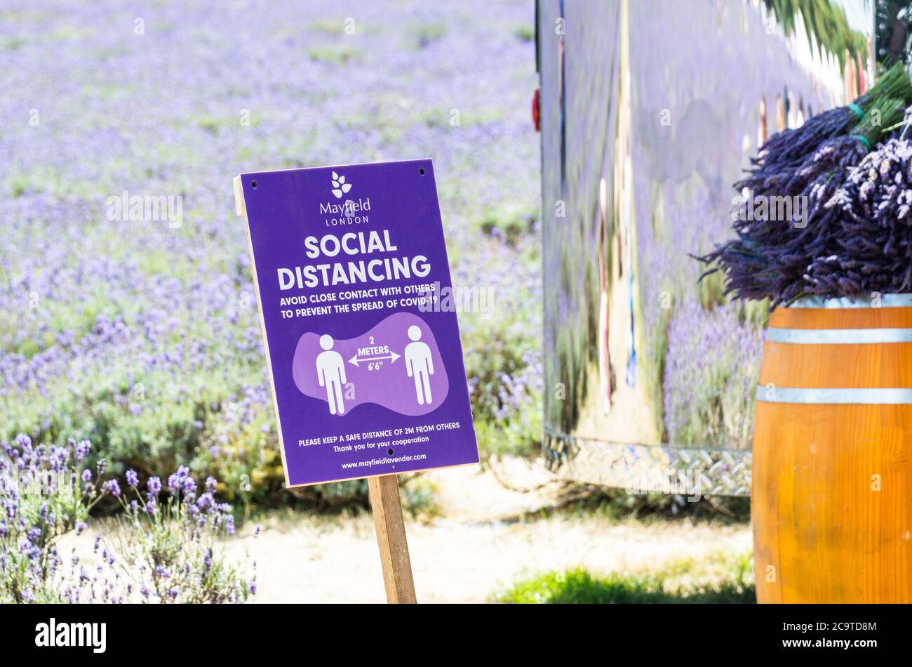 Soziale Distanzierungstafel auf der Mayfield Lavender Farm Stockfoto