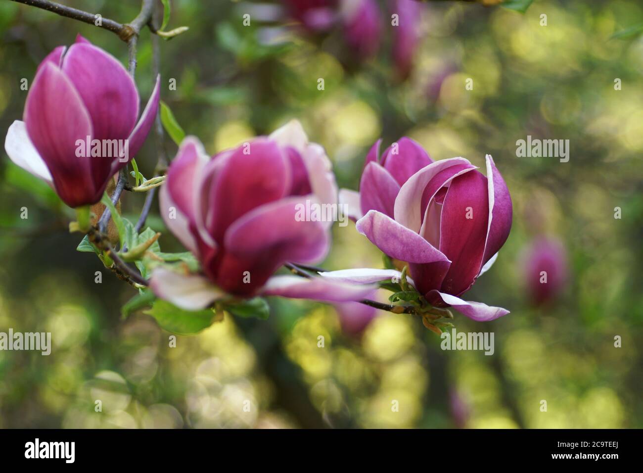 Frühling im Arboretum, violette Magnolienblüten, Nahaufnahmen, verschwommener Hintergrund und Leerraum Stockfoto