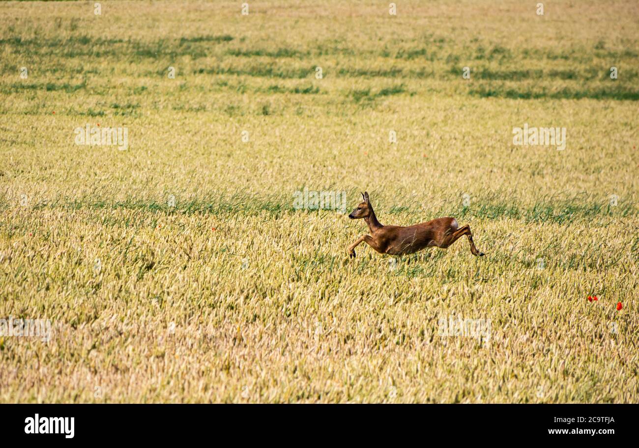 East Lothian, Schottland, Großbritannien, 2. August 2020. UK Wetter: Europäisches Reh (Capreolus capreolus), das durch ein Weizenfeld läuft. Ein weibliches Reh springt durch die goldreifen Weizenhalme Stockfoto