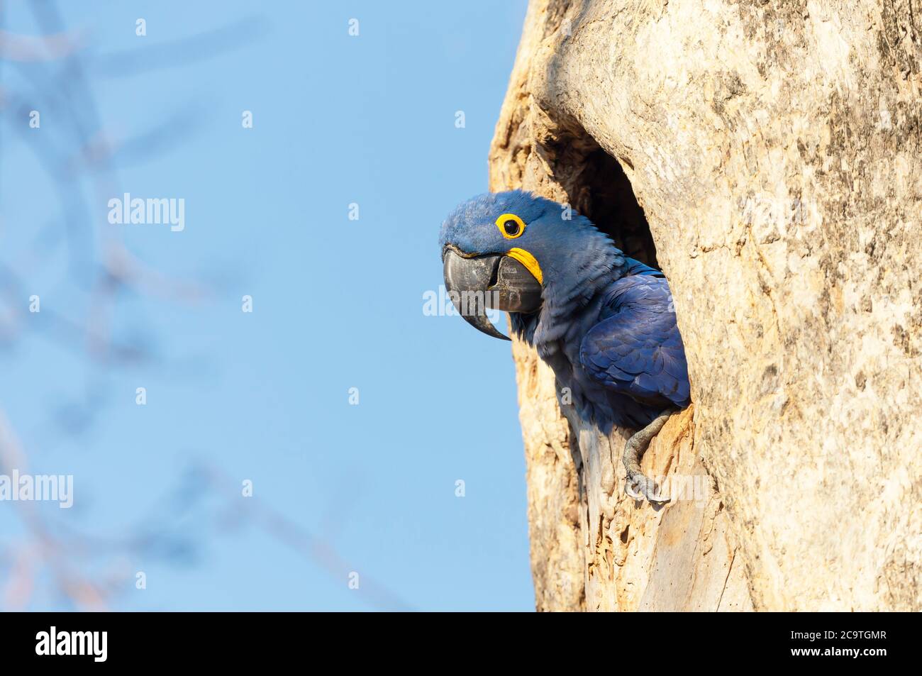 Nahaufnahme eines Hyazinthara Nester in einem Baum Loch, Süd Pantanal, Brasilien. Stockfoto